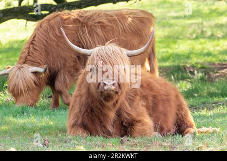 L'Highlander scozzese sta riposando sotto gli alberi, mentre un altro sta pascolando sulla riserva naturale Mookerheide a Limburgo, nei Paesi Bassi Foto Stock