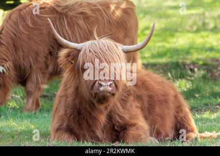 L'Highlander scozzese sta riposando sotto gli alberi, mentre un altro sta pascolando sulla riserva naturale Mookerheide a Limburgo, nei Paesi Bassi Foto Stock