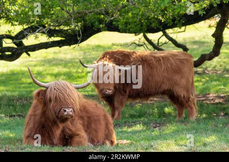 L'Highlander scozzese sta riposando sotto gli alberi, mentre un altro sta pascolando sulla riserva naturale Mookerheide a Limburgo, nei Paesi Bassi Foto Stock