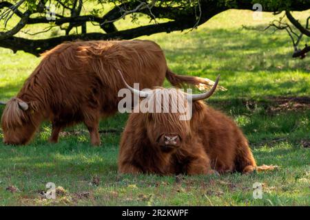 L'Highlander scozzese sta riposando sotto gli alberi, mentre un altro sta pascolando sulla riserva naturale Mookerheide a Limburgo, nei Paesi Bassi Foto Stock