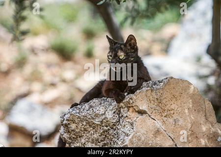 Nablus, Palestina. 19th maggio, 2023. Un gatto selvatico nero visto nelle montagne ad est della città di Nablus nella Cisgiordania occupata. Credit: SOPA Images Limited/Alamy Live News Foto Stock