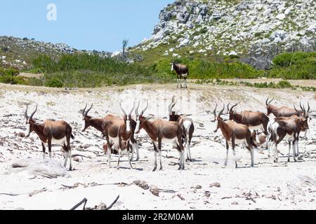 Mandria di Bontebok (Damaliscus pygargus) sulla spiaggia di Olifantsbos, Cape Point, Western Cape, Sudafrica. Una volta considerato l'antilope più rarefatto del mondo Foto Stock