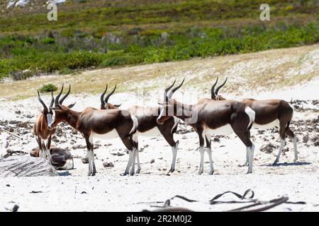 Mandria di Bontebok (Damaliscus pygargus) sulla spiaggia di Olifantsbos, Cape Point, Western Cape, Sudafrica. Una volta considerato l'antilope più rarefatto del mondo Foto Stock