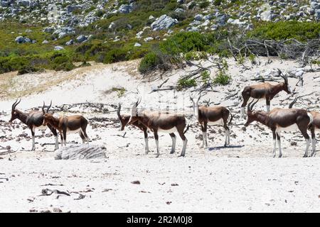 Mandria di Bontebok (Damaliscus pygargus) sulla spiaggia di Olifantsbos, Cape Point, Western Cape, Sudafrica. Una volta considerato l'antilope più rarefatto del mondo Foto Stock