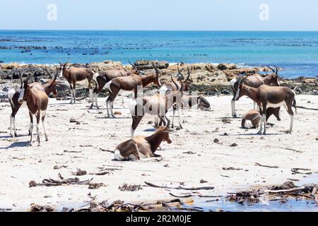 Mandria di Bontebok (Damaliscus pygargus) sulla spiaggia di Olifantsbos, Cape Point, Western Cape, Sudafrica. Una volta considerato l'antilope più rarefatto del mondo Foto Stock