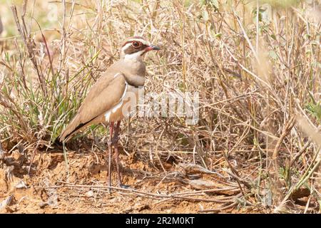 Courser con alette di bronzo (Rhinoptilus calcopterus), Limpopo, Sudafrica Foto Stock