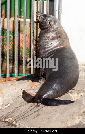 Foca di Capo pelliccia o foca di marrone (Arctocephalus pusillus), in attesa di scarti di pesce, Kalk Bay Harbour, Città del Capo Sud Africa Foto Stock