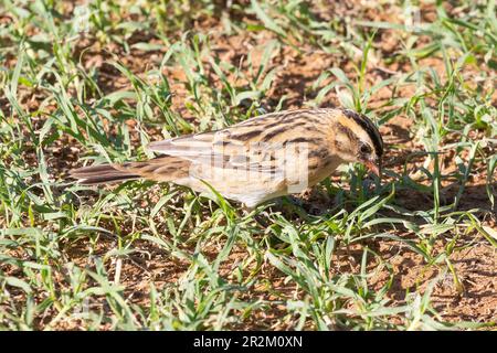 Whydah (Vivua macroura), capo occidentale, Sudafrica Foto Stock