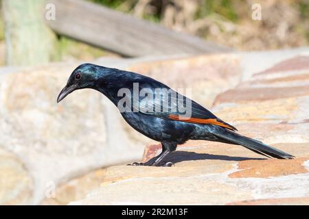 Starling con alette rosse (Onychognathus morio) maschio, Capo Occidentale, Sudafrica. Questo uccello si è adattato bene all'utilizzo di spazi urbani. Foto Stock