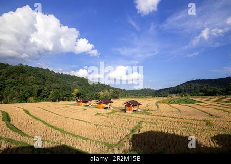 Tre cottage nel mezzo di risaie che ha già raccolto prodotti Foto Stock