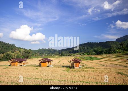 Tre cottage nel mezzo di risaie che ha già raccolto prodotti Foto Stock