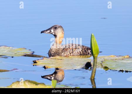 Anatra Africana con supporto bianco (Thalassornis leuconotus), diga Willem Appel, Stanford, Capo Occidentale, Sudafrica Foto Stock