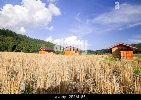 Tre cottage nel mezzo di risaie che ha già raccolto prodotti Foto Stock