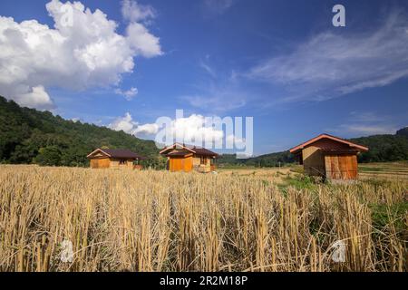 Tre cottage nel mezzo di risaie che ha già raccolto prodotti Foto Stock