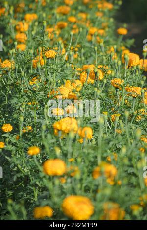 Marigold, colori luminosi, popolare con fiori recisi e usato nelle attività buddiste Foto Stock