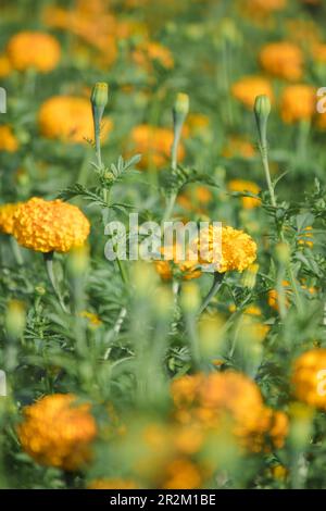 Marigold, colori luminosi, popolare con fiori recisi e usato nelle attività buddiste Foto Stock