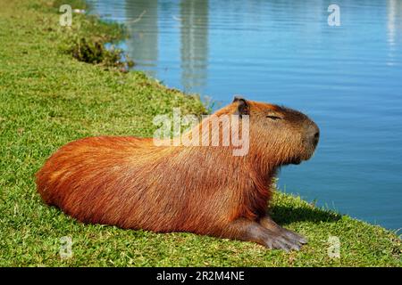 Capybara agghiacciante tranquillo sdraiato sul lago Foto Stock