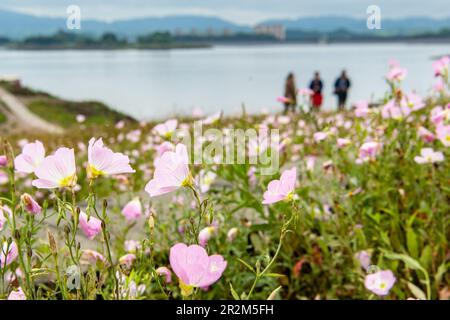 (230520) -- CHONGQING, 20 maggio 2023 (Xinhua) -- i turisti visitano l'area panoramica del Lago Changshou nel quartiere Changshou di Chongqing del sud-ovest della Cina, 16 maggio 2023. Situato nel quartiere Changshou di Chongqing, nella Cina sudoccidentale, il lago Changshou è il più grande lago artificiale della Cina sudoccidentale ed è ricco di risorse naturali. Più di 20 anni fa, il lago Changshou ha assistito a un netto deterioramento dell'ecologia a causa della disordinata coltivazione dell'acquacoltura. Oggi, il lago ha assunto un nuovo aspetto grazie agli sforzi di restauro ecologico. Utilizzando i suoi vantaggi ecologici, le strutture turistiche come un Foto Stock