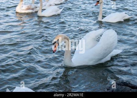 vienna, austria - 04 aprile 2023: i cigni muti vagano nel danubio Foto Stock