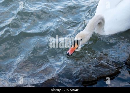 vienna, austria - 04 aprile 2023: il cigno muto si aggira sul danubio Foto Stock