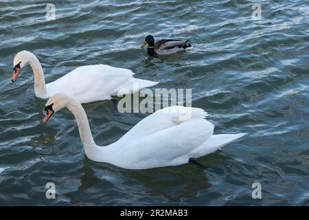 vienna, austria - 04 aprile 2023: Un cigno muto gregge e un uccello di mallo che vagano nel fiume danubio. Foto Stock