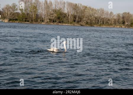 vienna, austria - 04 aprile 2023: il cigno muto scorre nel fiume, la composizione del danubio e la natura Foto Stock