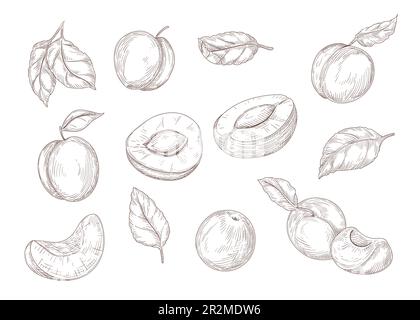 Set di incisione di disegni monocromatici di albicocca Illustrazione Vettoriale