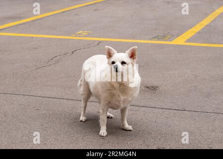 cane americano eskimo, razza di cane, animali domestici urbani sulla strada nella città di vienna Foto Stock