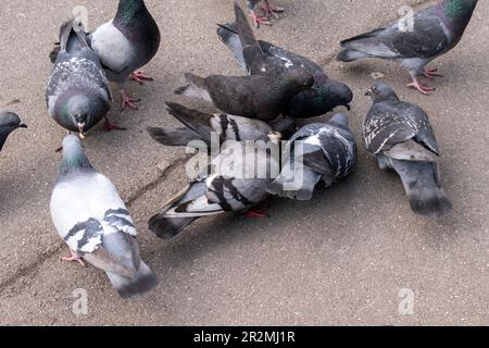 piccioni di felci, uccelli e natura sulla strada nella città di vienna Foto Stock