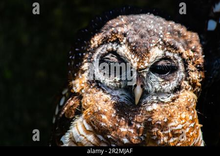 Il gufo maculato del Nord è una specie minacciata originaria delle vecchie foreste del Nord-ovest Pacifico. Noto per il suo caratteristico piumaggio maculato Foto Stock