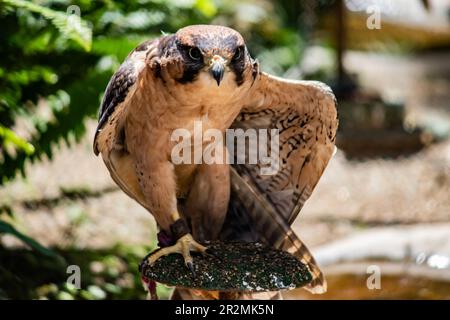 Peregrine Falcon, in latino Falco peregrinus, uno degli uccelli più veloci del mondo, Zimbabwe, vicino alla città di Harare Foto Stock