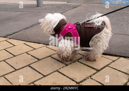 maltese, cane, animali domestici urbani sulla strada nella città di vienna Foto Stock