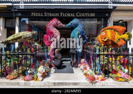 Londra, Regno Unito. 20 maggio 2023. Il personale lavora a un'installazione floreale fuori da Neill Strain Floral Couture, fiorista di Belgravia. L’installazione fa parte di Belgravia in Bloom, un evento floreale, che torna per l’ottavo anno con il tema “nel selvaggio” dal 22 al 29 maggio. Le installazioni floreali locali e altri eventi locali coincidono con l'annuale RHS Chelsea Flower Show. Credit: Stephen Chung / Alamy Live News Foto Stock