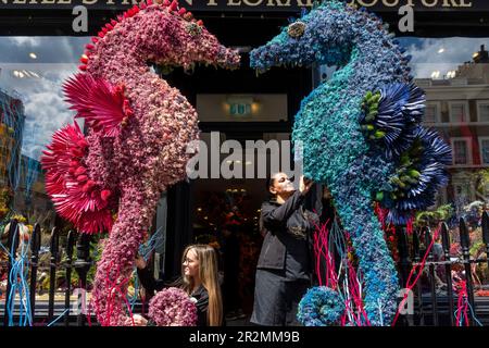 Londra, Regno Unito. 20 maggio 2023. Il personale lavora a un'installazione floreale fuori da Neill Strain Floral Couture, fiorista di Belgravia. L’installazione fa parte di Belgravia in Bloom, un evento floreale, che torna per l’ottavo anno con il tema “nel selvaggio” dal 22 al 29 maggio. Le installazioni floreali locali e altri eventi locali coincidono con l'annuale RHS Chelsea Flower Show. Credit: Stephen Chung / Alamy Live News Foto Stock