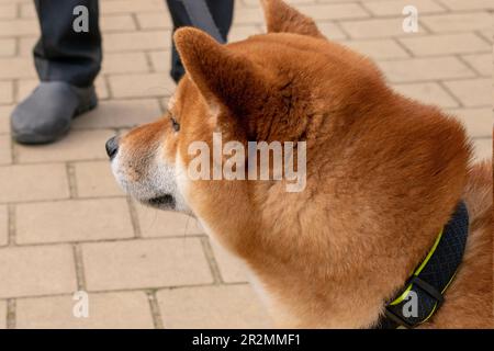 shiba inu, cane, animali domestici urbani sulla strada nella città di vienna Foto Stock