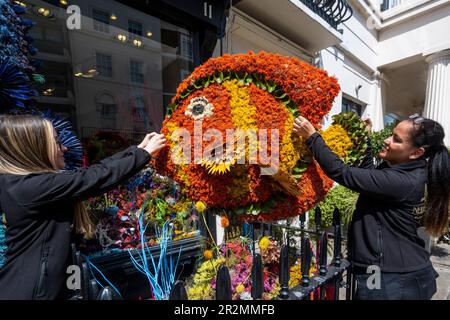 Londra, Regno Unito. 20 maggio 2023. Il personale lavora a un'installazione floreale fuori da Neill Strain Floral Couture, fiorista di Belgravia. L’installazione fa parte di Belgravia in Bloom, un evento floreale, che torna per l’ottavo anno con il tema “nel selvaggio” dal 22 al 29 maggio. Le installazioni floreali locali e altri eventi locali coincidono con l'annuale RHS Chelsea Flower Show. Credit: Stephen Chung / Alamy Live News Foto Stock