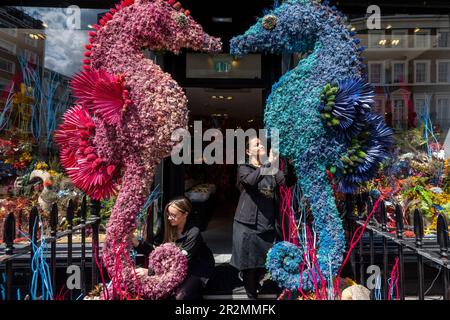 Londra, Regno Unito. 20 maggio 2023. Il personale lavora a un'installazione floreale fuori da Neill Strain Floral Couture, fiorista di Belgravia. L’installazione fa parte di Belgravia in Bloom, un evento floreale, che torna per l’ottavo anno con il tema “nel selvaggio” dal 22 al 29 maggio. Le installazioni floreali locali e altri eventi locali coincidono con l'annuale RHS Chelsea Flower Show. Credit: Stephen Chung / Alamy Live News Foto Stock