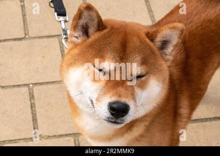 shiba inu, cane, animali domestici urbani sulla strada nella città di vienna Foto Stock