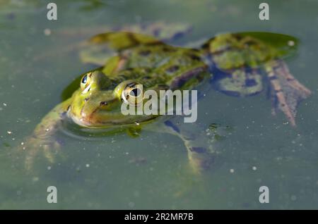 Ritratto di una rana commestibile nel giardino botanico di Kassel Foto Stock