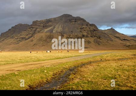 Autunno paese coperto da verde-giallo erba e muschio. Alta montagna sullo sfondo. Mandria di mucche su un pascolo. Cielo nuvoloso. Kvernufoss, islandese meridionale Foto Stock