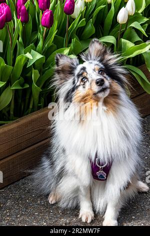 Collie. Sheltie. Adorabile Shetland Sheepdog seduto di fronte al letto tulipani. Foto Stock