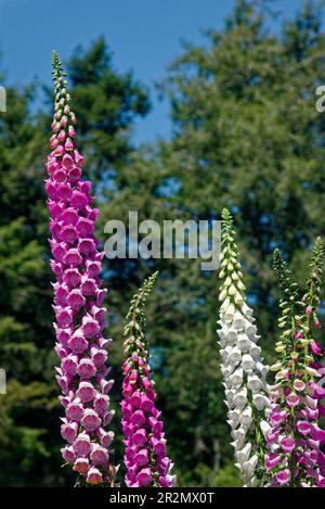 Comune Foxglove, Digitalis purpurea, fiori coltivati, bianco, rosa rosato, lavanda, a forma di campana, rivolta verso il basso, punte alte, 3-4 piedi, natura, biennale, Foto Stock