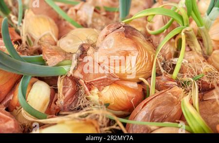 Immagine di cipolla germogliante organica, fuoco selettivo. Foto Stock