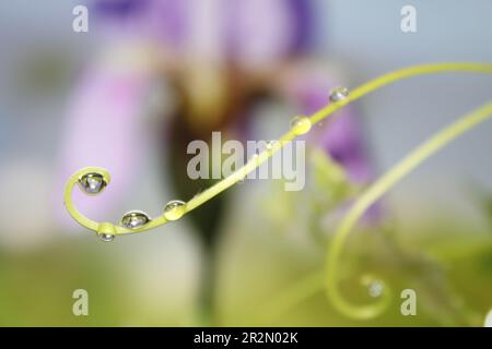 Diramazione con gocce di rugiada in primo piano. Riflesso iride fiore in goccia di pioggia. Foto Stock