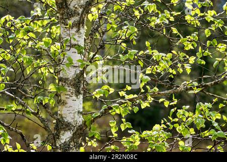 Foresta di betulla vicino a Les Ponts-de-Martel nel Giura della Neuchâtel della Svizzera francese Foto Stock