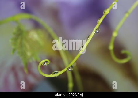 Diramazione con gocce di rugiada in primo piano. Riflesso iride fiore in goccia di pioggia. Foto Stock