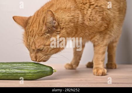 Primo piano di un divertente gatto rosso sniffs a un cetriolo. Foto Stock