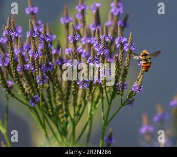 Blue vervain (Verbena hastata) conosciuto anche come American vervain o palude verbena, che cresce sul bordo di un lago, visitato da una bomba con cintura arancione. Foto Stock