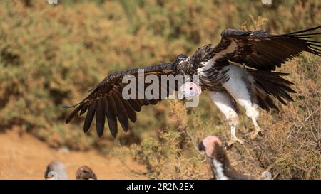 Avvoltoio di faccia del lapPET che vola dentro per unire l'alimentazione di gruppo su una carcassa recente, riserva nazionale di Samburu, Kenia, Africa orientale Foto Stock