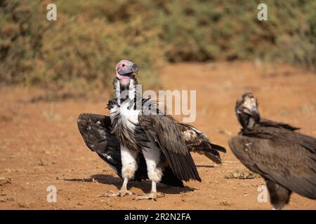 Il avvoltoio di faccia del lapet (Torgos tracheliotos) che attende la sua occasione su una carcassa recente. Samburu National Reserve, Kenya, Africa orientale Foto Stock